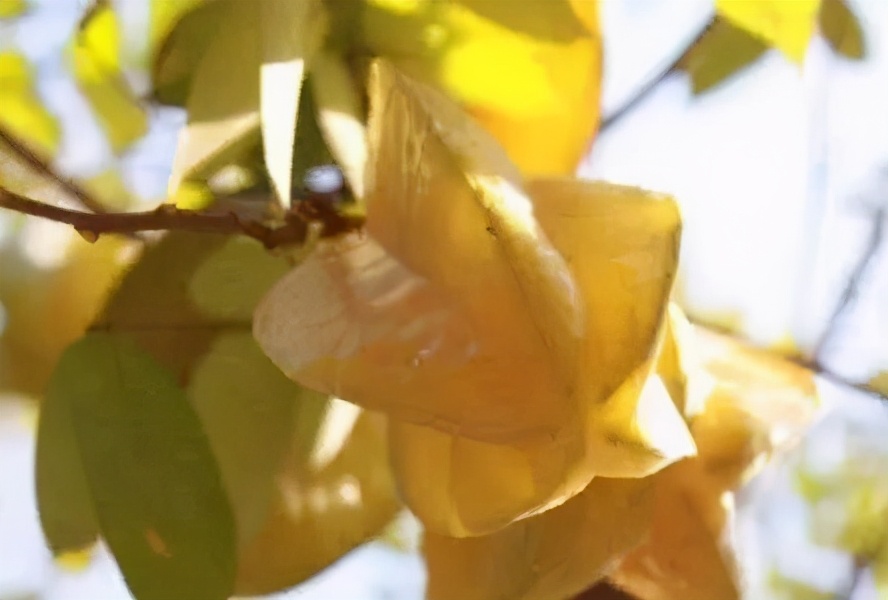 去化州一定要吃什么,化州游玩记