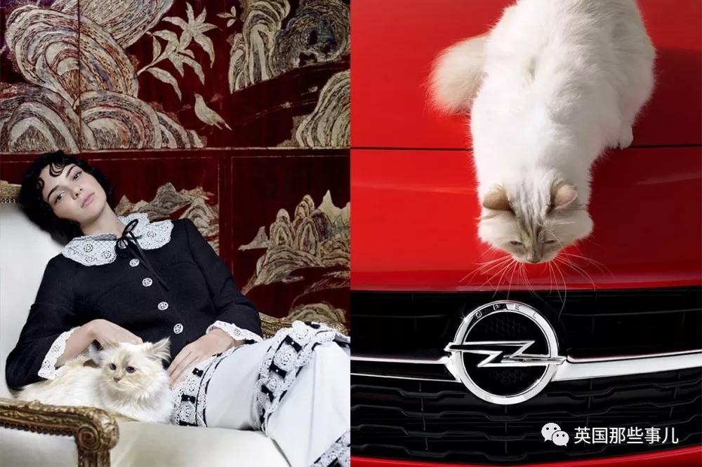 老佛爷的猫继承多少遗产,老佛爷去世后财产留给了一只猫