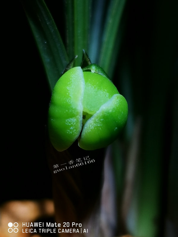 艺兰频道兰花价格,兰花养护掌握6点