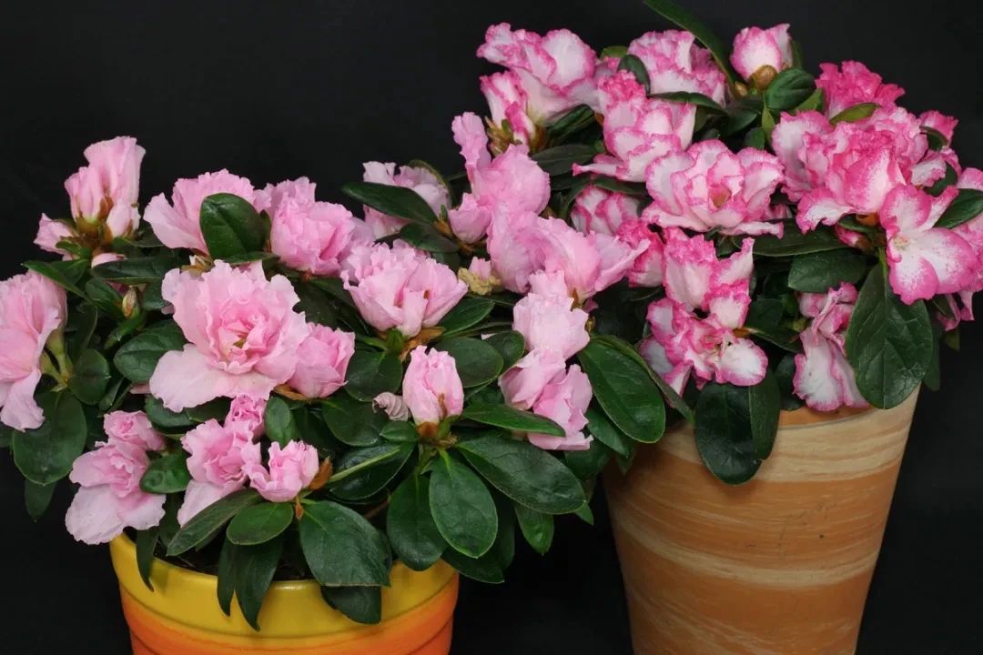 杜鹃花成了光杆戴上塑料袋能活吗,杜鹃花掉花苞后如何管理