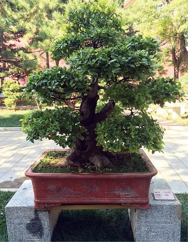 盆景素材十大排名 (什么盆景素材最好)