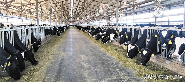 高产奶牛的饲养管理技术要求,秋冬季节奶牛的饲养管理