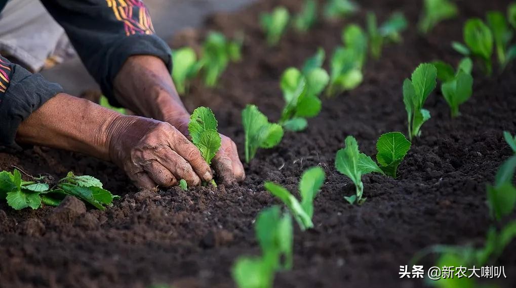 土壤酸碱度5.5是什么样的土壤,给土壤浇水可以判断土壤酸碱度吗