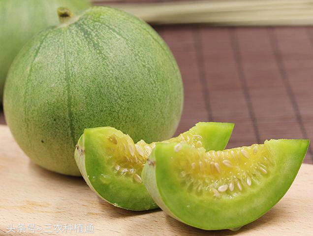 春季冷棚绿宝甜瓜种植技术,种植绿宝瓜的小妙招