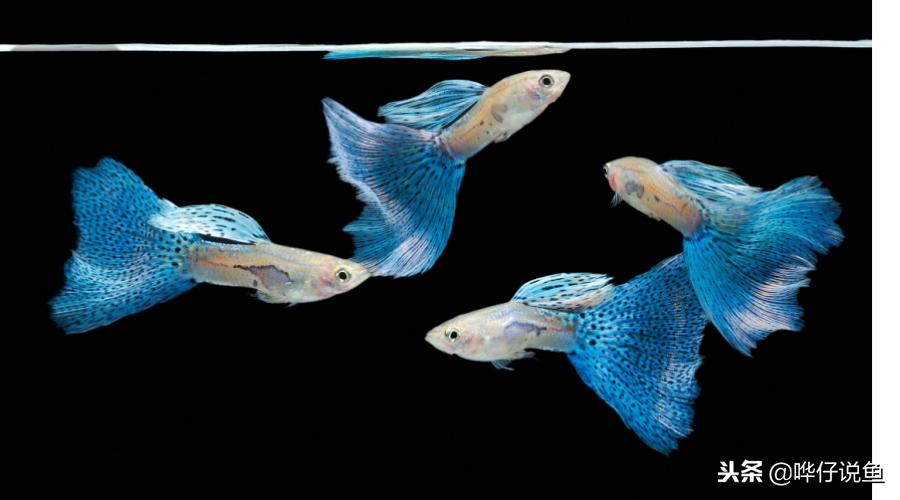 养鱼是有技巧的,养鱼有哪些技巧