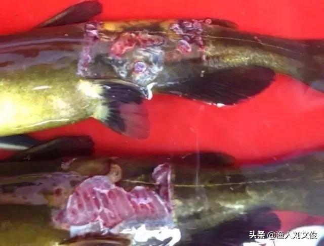 黄颡鱼烂鳃是怎么回事,黄颡鱼腐皮烂身