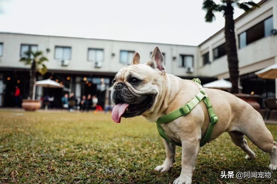 狗狗喘气是一种病态吗,狗狗明显喘气是什么原因