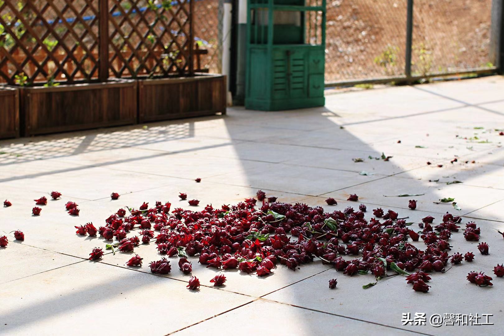 OHTRC精品实操课程||园艺疗法活动设计与评估