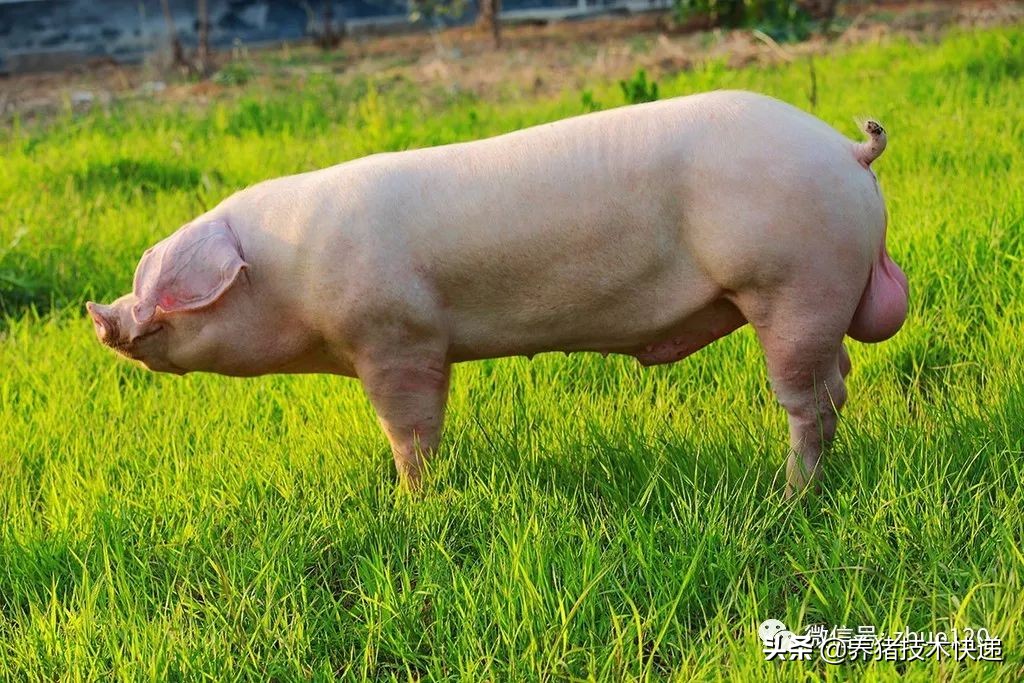 阿莫西林克拉维酸钾4:1用法用量,阿莫西林的用法用量谁能看得懂