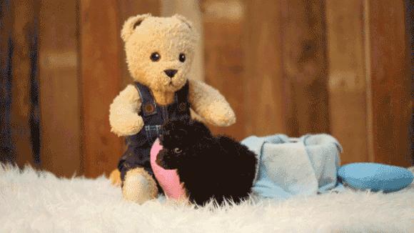 小型犬适合家养的不爱掉毛,十大适合家养的小型犬