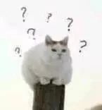 猫咪食物过敏的症状表现是什么,猫咪长期软便的危害