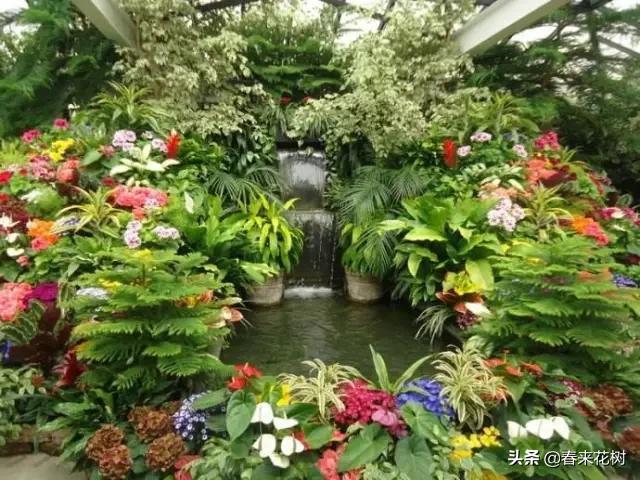 这几种植物越养越值钱,这几种花你养过吗