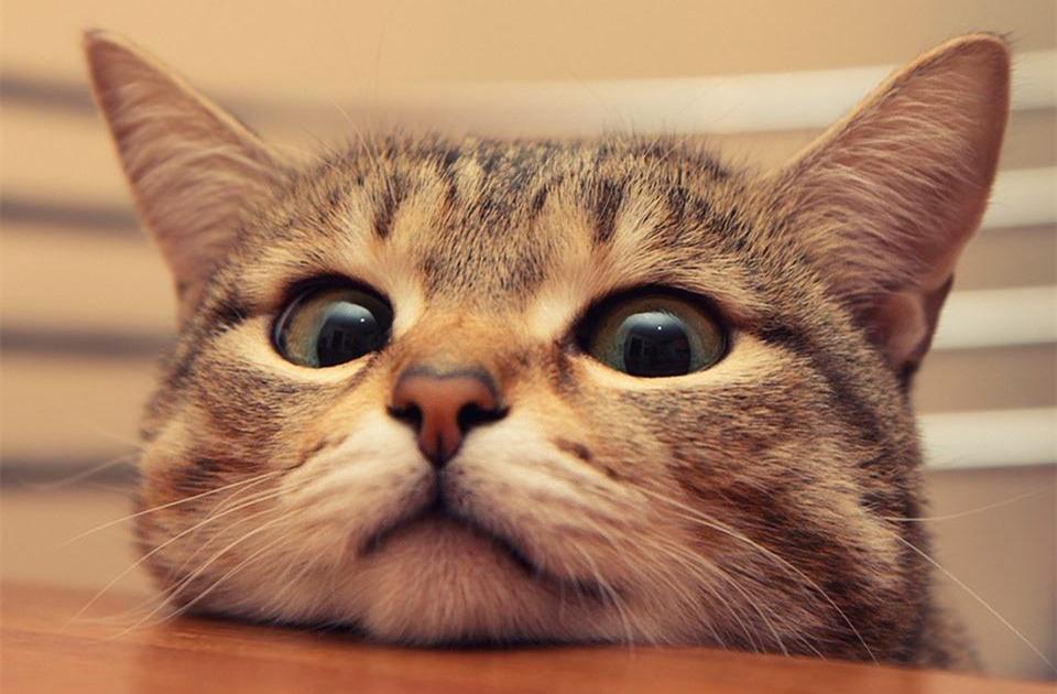 猫咪吃什么品牌的猫粮对肠胃好,平价猫粮里面对猫咪好的