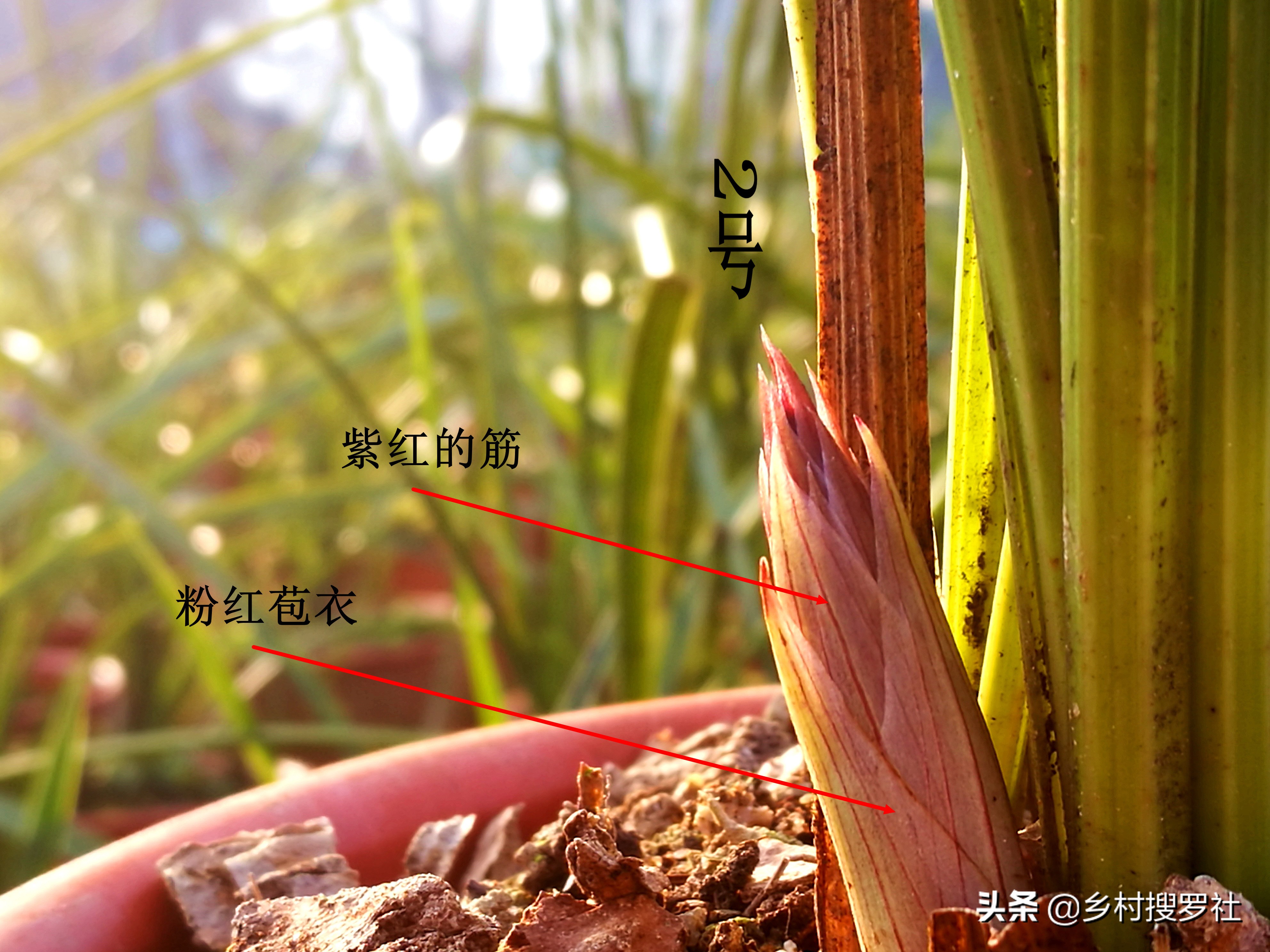 怎么通过花苞判断兰花开什么花,兰花要达到一个怎样的标准才开花