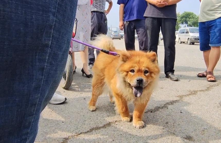 300块卖狗后续大人把狗还回来了么,300元以下的松狮