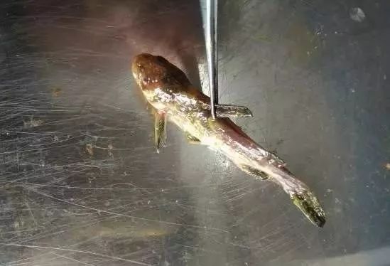 黄颡鱼苗水霉病用什么药,黄颡鱼身上有溃烂是什么病