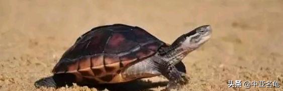 新手养水龟最好养什么龟,新手养半水龟哪个品种好