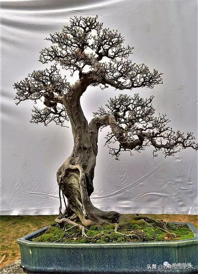 经典雀梅文人树盆景,十年以上的雀梅盆景图及价格