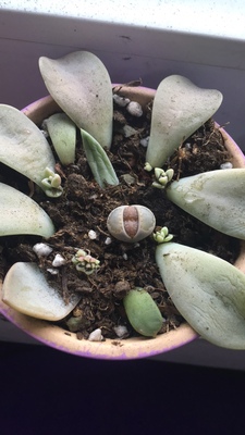 多肉生石花的种植及养护技术,多肉生石花多久浇一次水合适