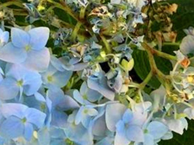 不止因为病虫害，这些原因也可能导致绣球挂掉，但是可以挽救