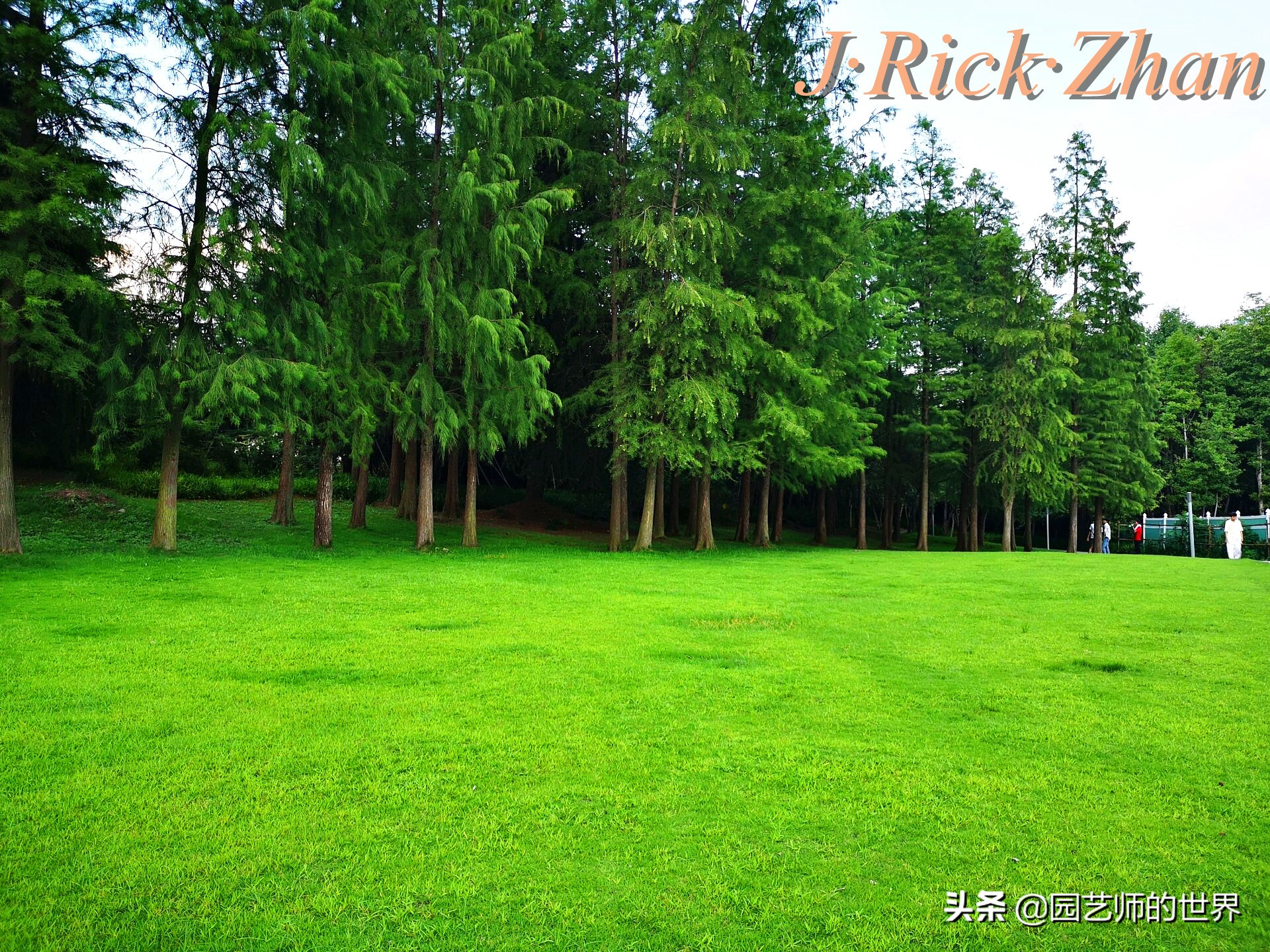 果岭草坪的种植养护方法及技巧,怎么种植一个可以躺的草坪