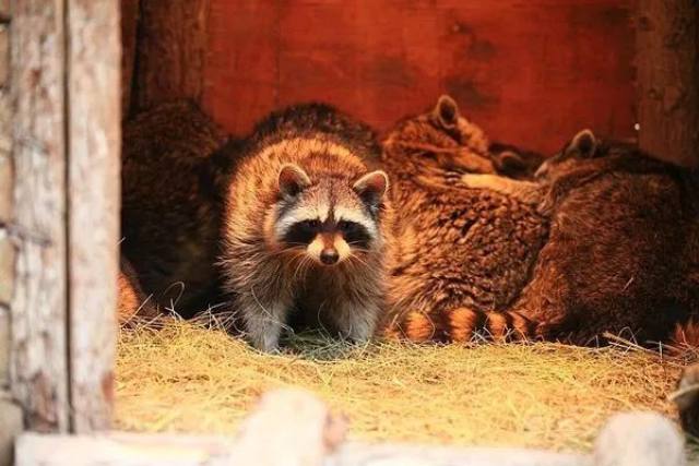 西安白鹿仓欢乐世界,西安曲江极地海洋馆旅游攻略