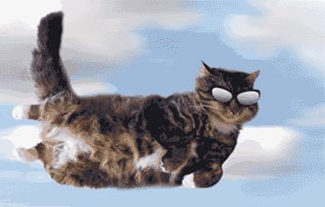 猫跳楼摔不死,猫咪跳楼真的摔不死吗