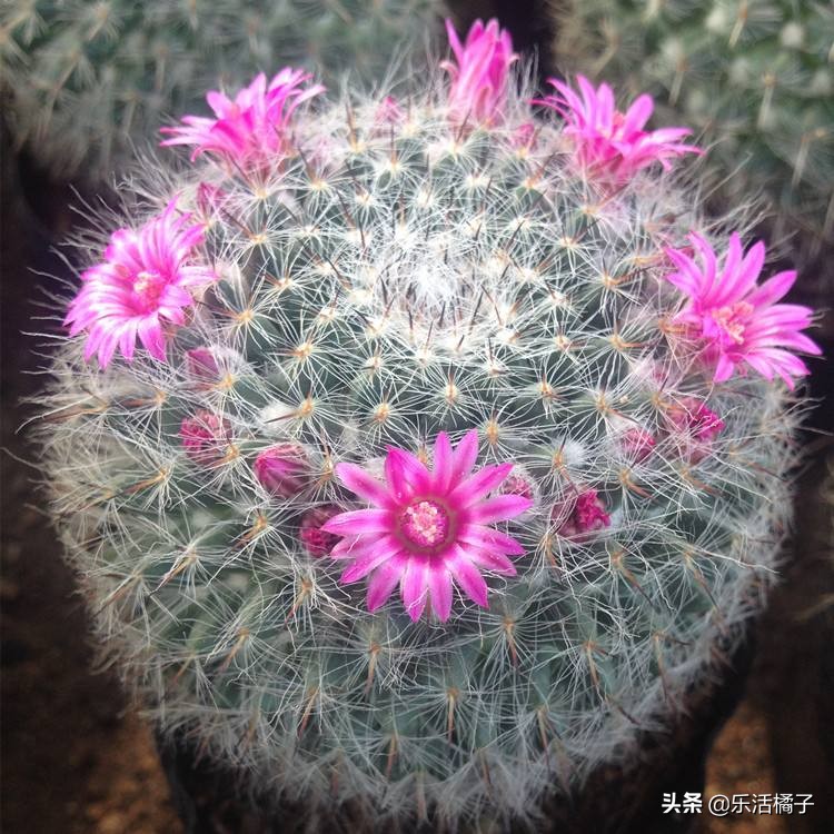 折腾不死开小花仙人球仙人掌玉翁，懒人种花盆栽，光照浇水很关键