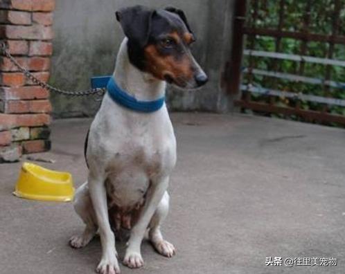 中国唯一被承认的猎犬,中国常见的猎犬