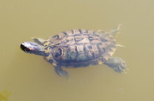 乌龟怎么饲养才能不乱跑,乌龟怎么饲养不生病
