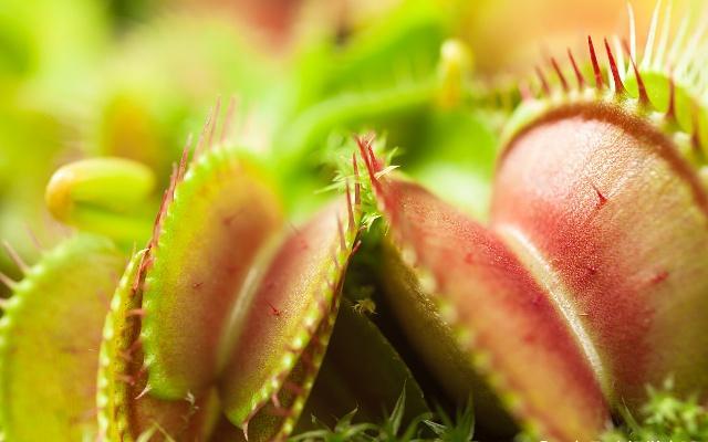 捕蝇草养护的视频,捕蝇草养护