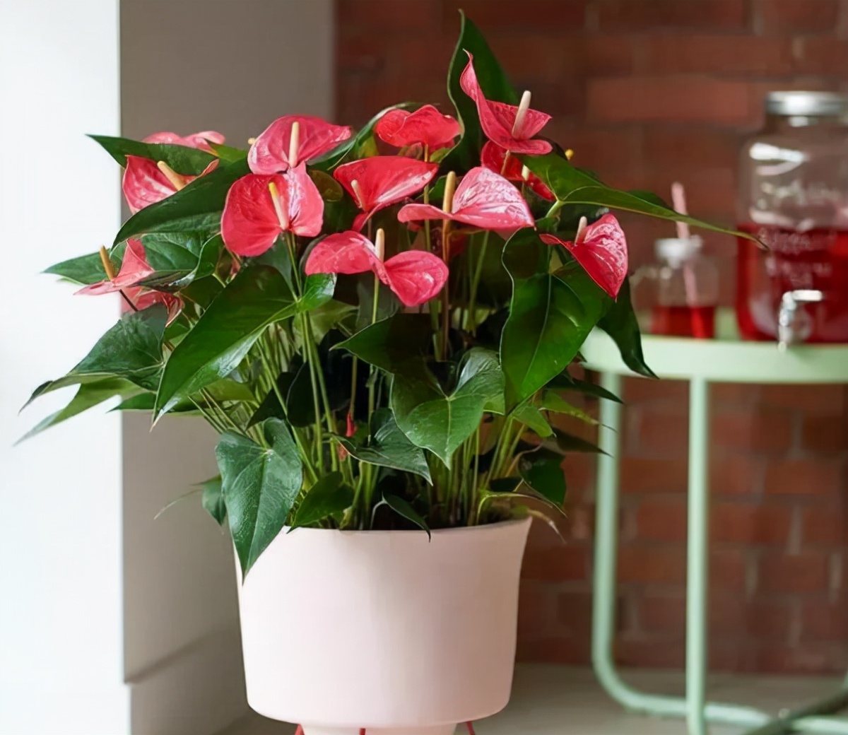 适合养在室内的植物寓意好的,室内适合养什么植物对家庭比较好