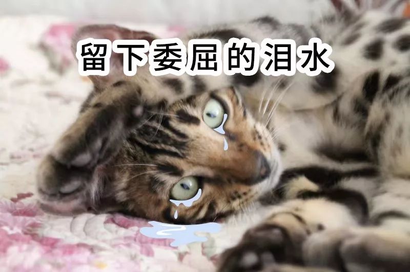 绿城疯了，这次真的疯了