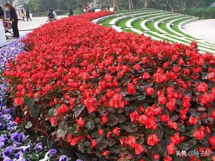 四季海棠每年什么时候发芽开花,四季海棠扦插苗为什么不开花