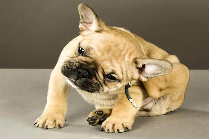 狗狗毛发里有螨虫怎么办,狗狗远离蜱虫