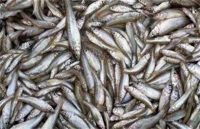 麦穗鱼怎样养殖,麦穗鱼如何大量养殖