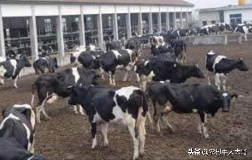 中国奶牛乳房炎的发病情况,奶牛乳房炎症状有哪些