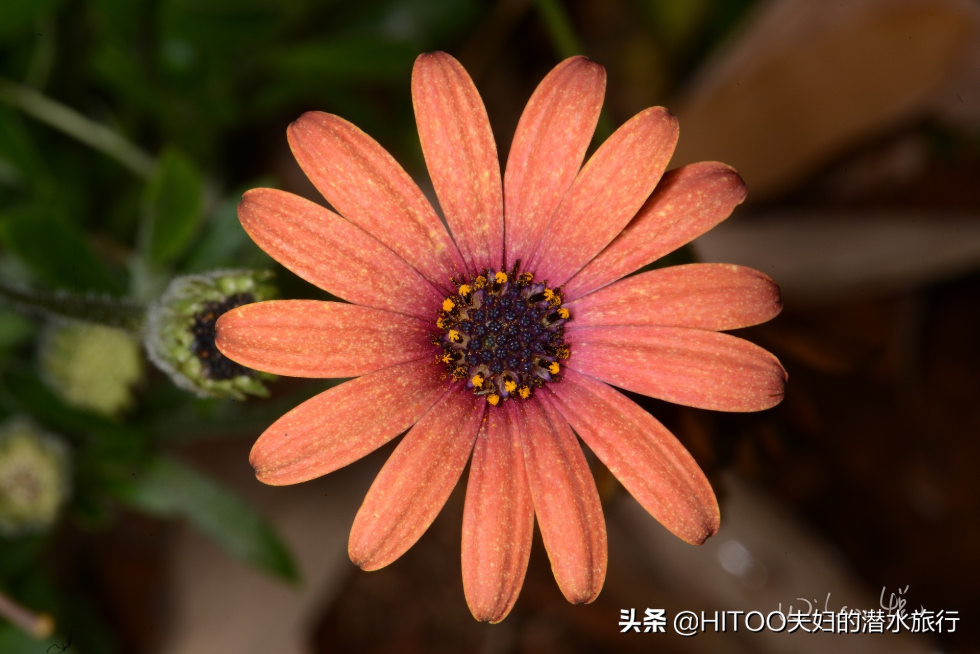 先有黑水祠，再有昆明城，来黑龙潭看奇景异木|自驾游记4