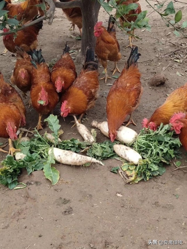 鸡子瘫痪怎么治疗,小鸡得了滑液囊支原体会死吗