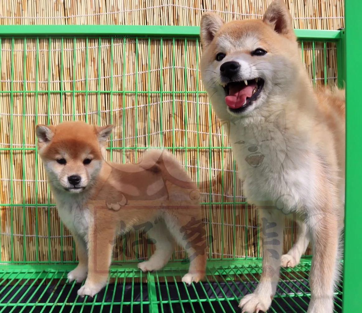 如何正确给狗狗驱虫,生产完的母柴犬几天驱虫