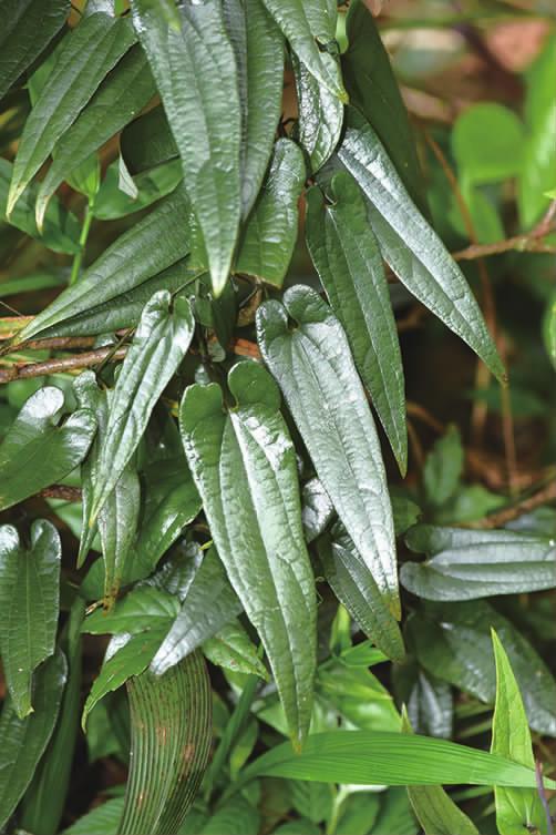 马兜铃科马兜铃属植物柔毛马兜铃,马兜铃目植物