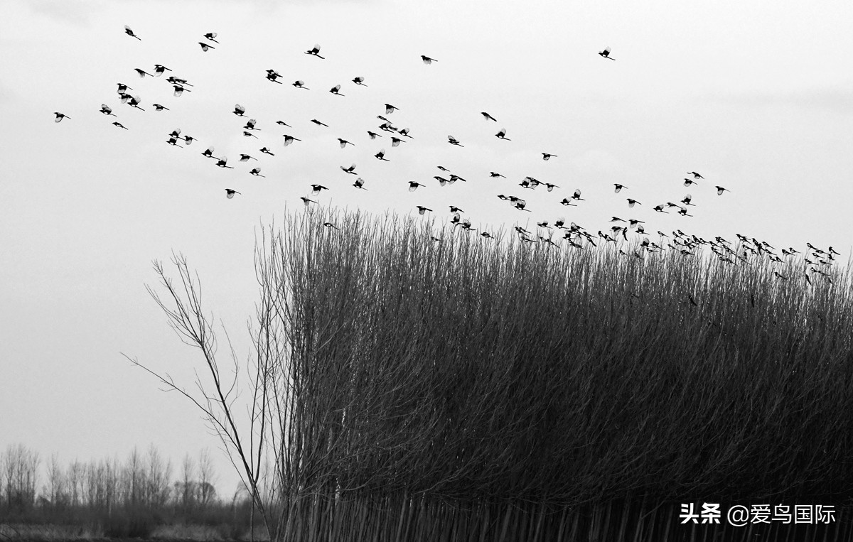 观鸟作品,观鸟优秀作品