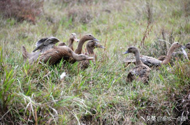 怎样检测公狗精子死活,鸭的人工授精是怎么操作