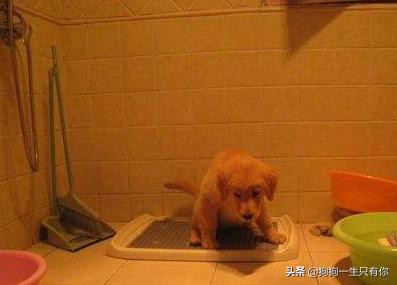 主人只要不在家狗狗乱拉尿怎么办,为什么主人在家狗狗就乱尿