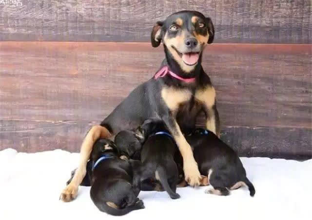 狗狗刚生出的宝宝需要铲屎官干嘛,狗子生宝宝叫主人