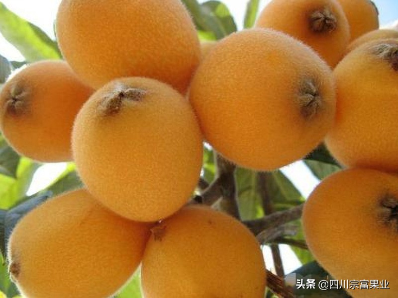 中国各省生产枇杷排行榜,枇杷全国分布