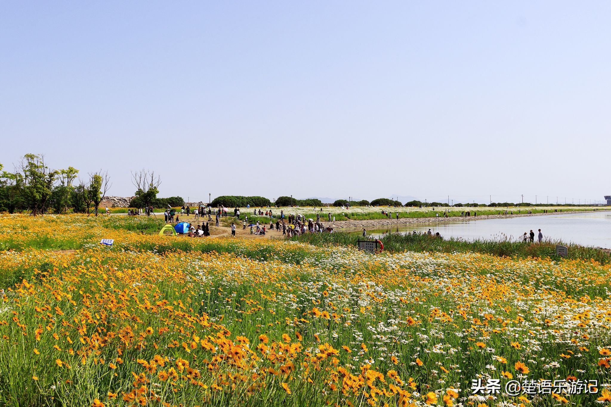 宁波大闸桥花海,宁波风景花海