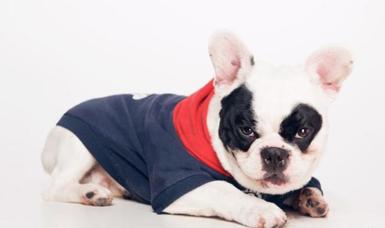 养法斗的10大忌,新手法斗怎么养