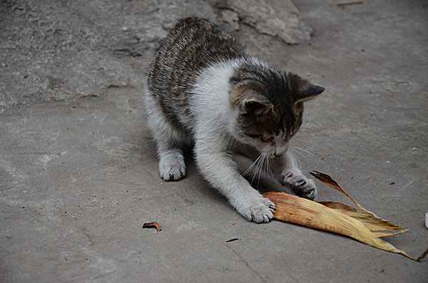 给猫驱虫项圈,猫戴驱虫项圈有用吗