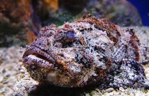 世界公认的最强淡水大鱼,史上最可怕的十大鱼